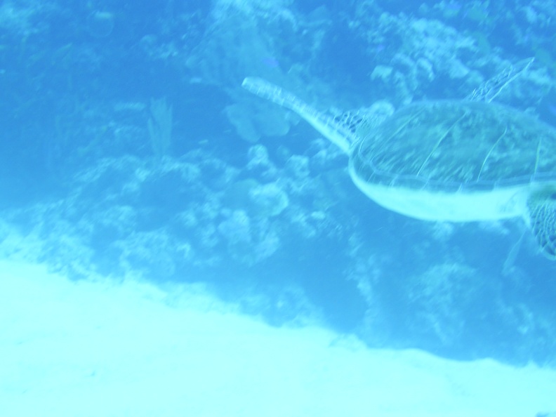 Sea Turtle3